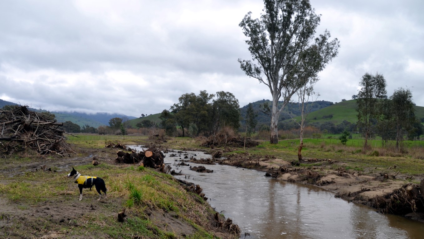 Revegetation Guide